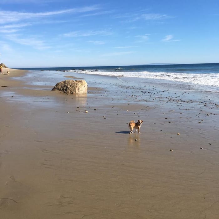 Beach Run Malibu