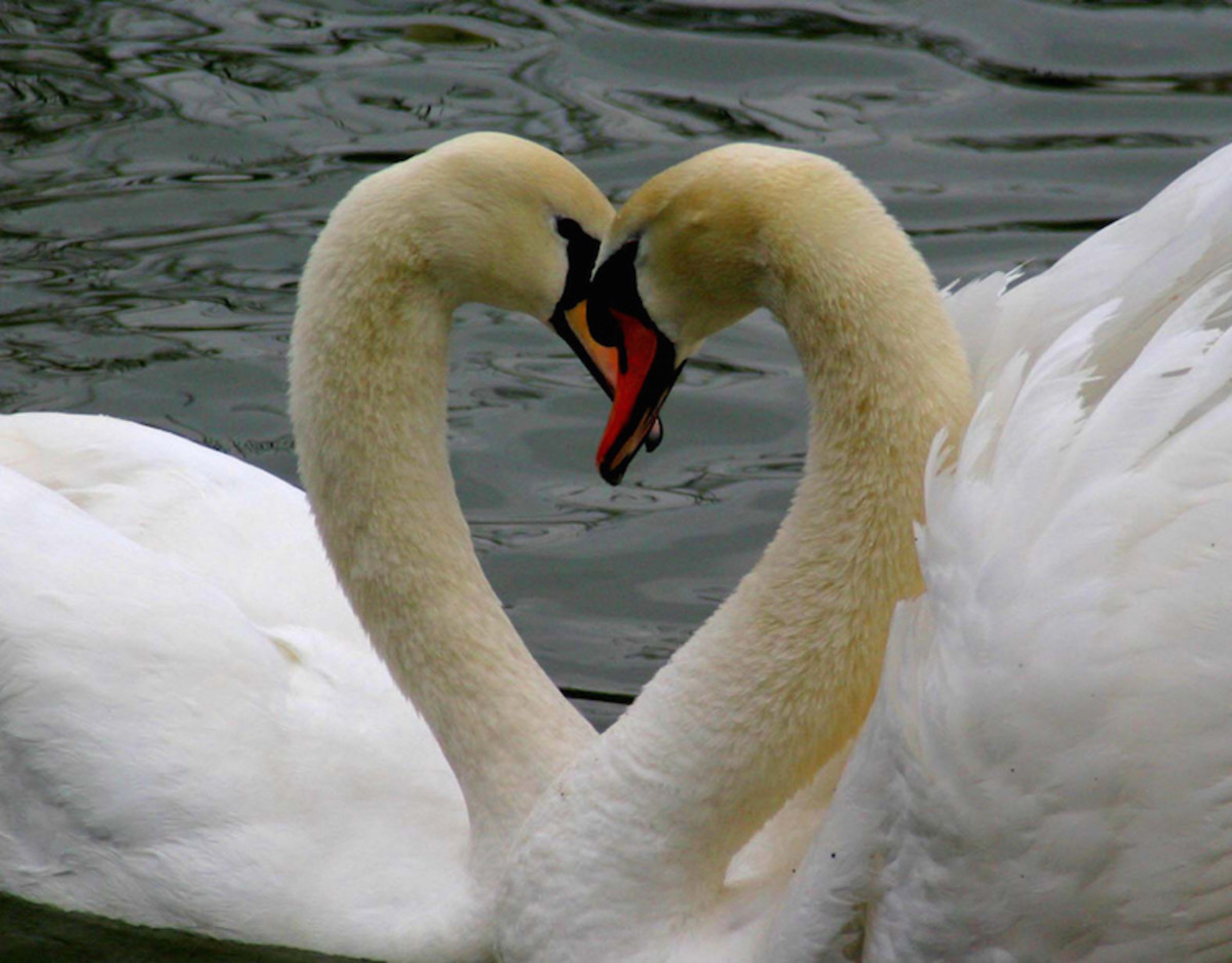 Valentine's Swans